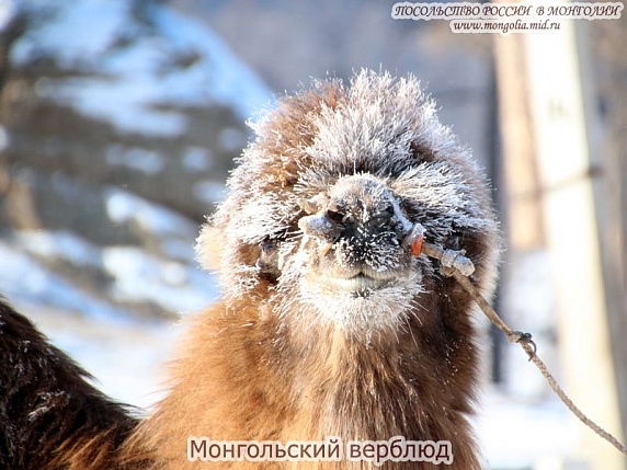Монголия